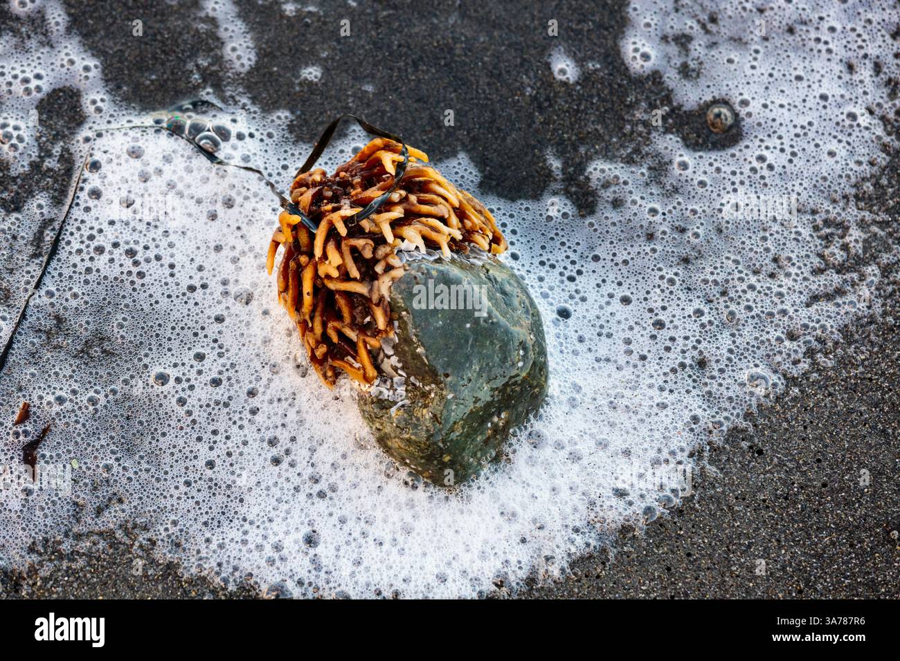 Bull kelp stipe, una crescita annuale di alghe, attaccata a una roccia su una spiaggia sabbiosa Foto Stock