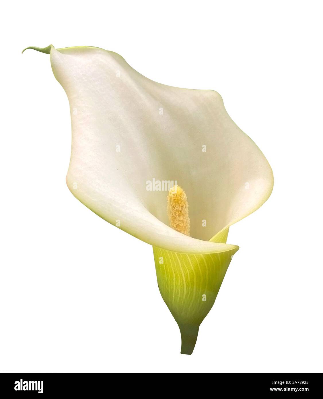 Bellissima Zantedeschia bianca o Calla Lily, Arum Lily isolata su sfondo bianco. Elemento di disegno con percorso di ritaglio. Foto Stock