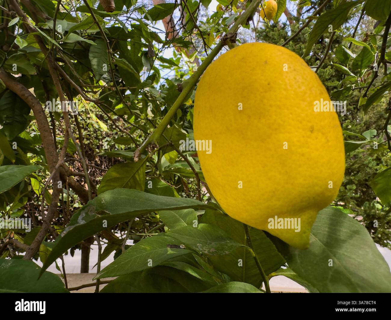Scopri la gemma degli agrumi di Archena, un limone su un albero di limone, nella Valle di Ricote, Murcia. Goditi il vivace paesaggio agrumato e la deliziosa regione. Foto Stock