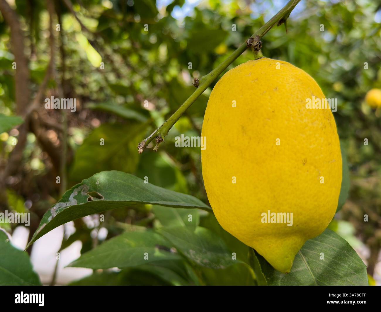 Ammira la raccolta del limone di Ricote, un albero di limone ad Archena, il paradiso degli agrumi di Murcia. Esplora la vegetazione lussureggiante e i deliziosi agrumi di questo spagnolo. Foto Stock