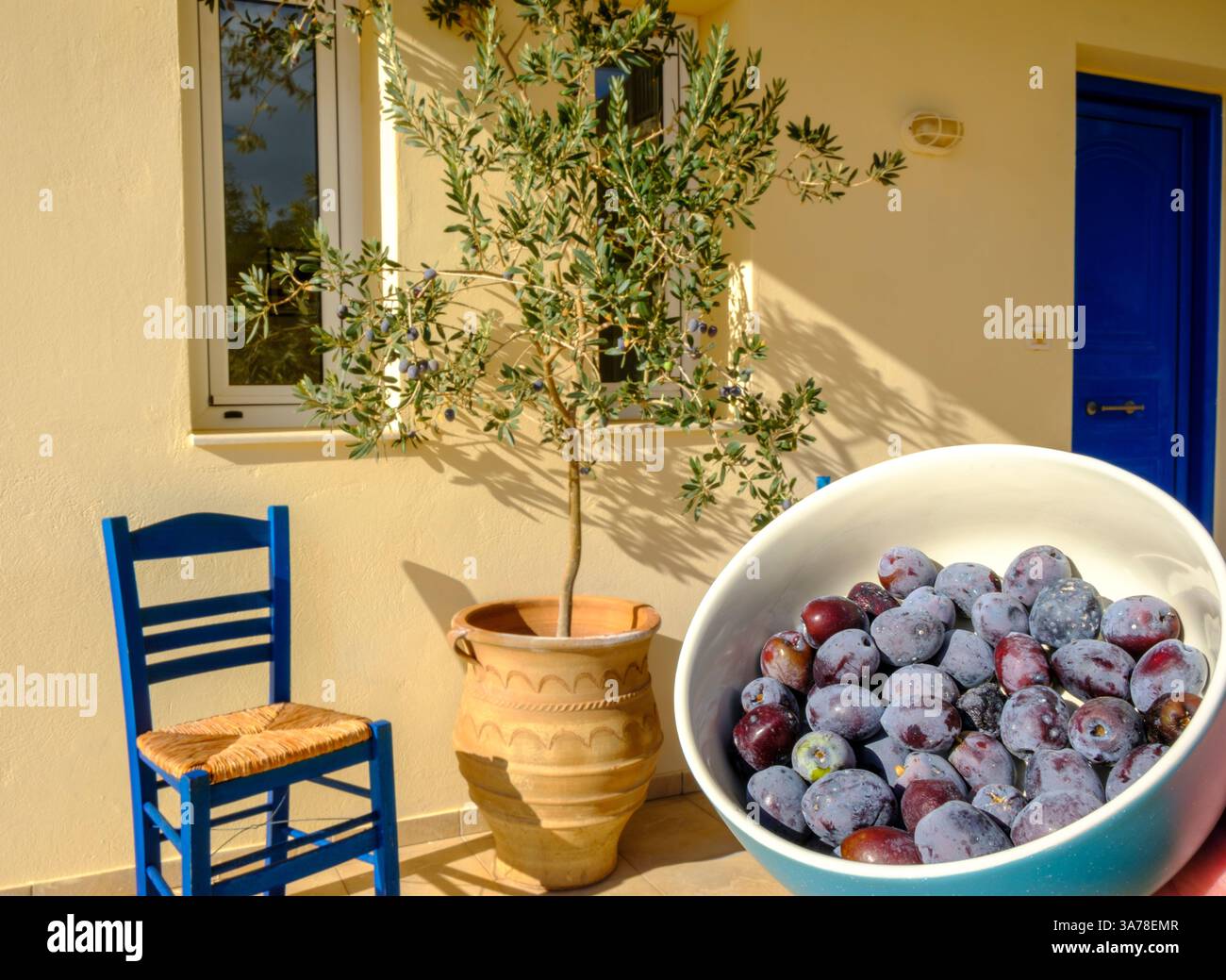 Le olive appena raccolte riempiono un recipiente, pronto per essere trasformato. Le olive sono state raccolte dall'olivo sullo sfondo Foto Stock