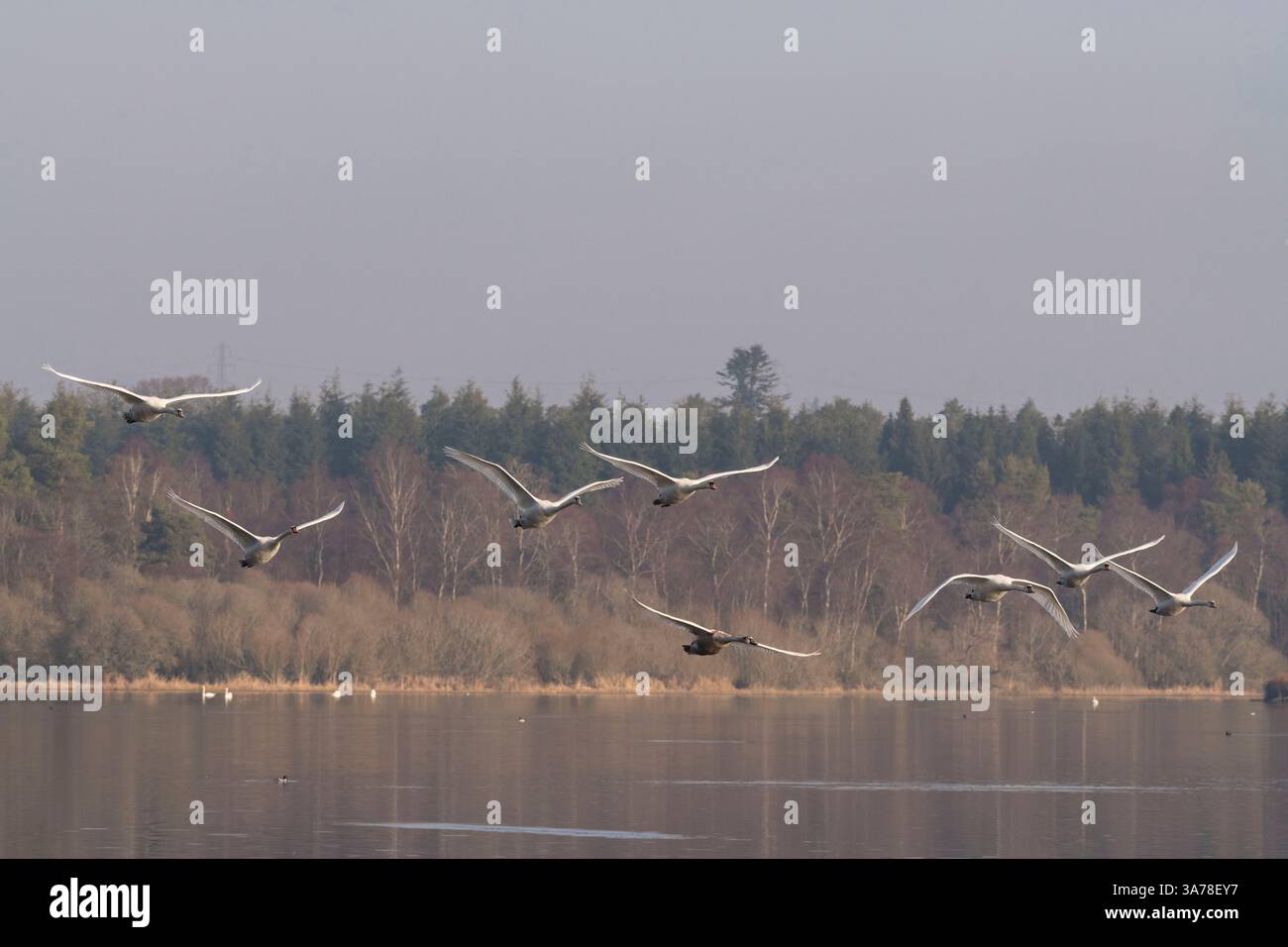 Un gruppo di cigni muti (Cygnus olor) in volo sul lago di Skene all'inizio della primavera Foto Stock