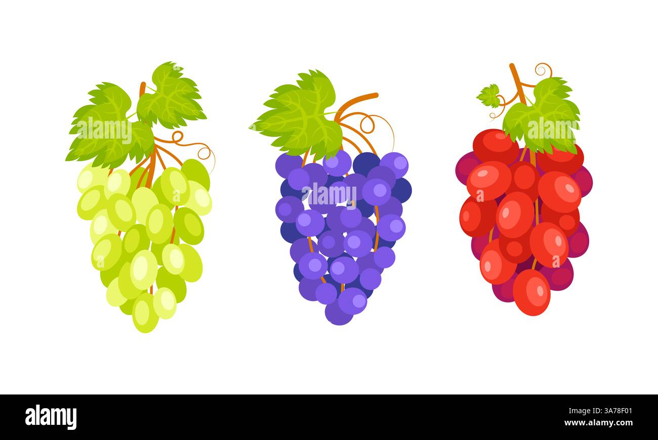 Tre grappoli di uva appesi a un vitigno con foglie verdi, che rappresentano la diversità dei colori di questo frutto Illustrazione Vettoriale