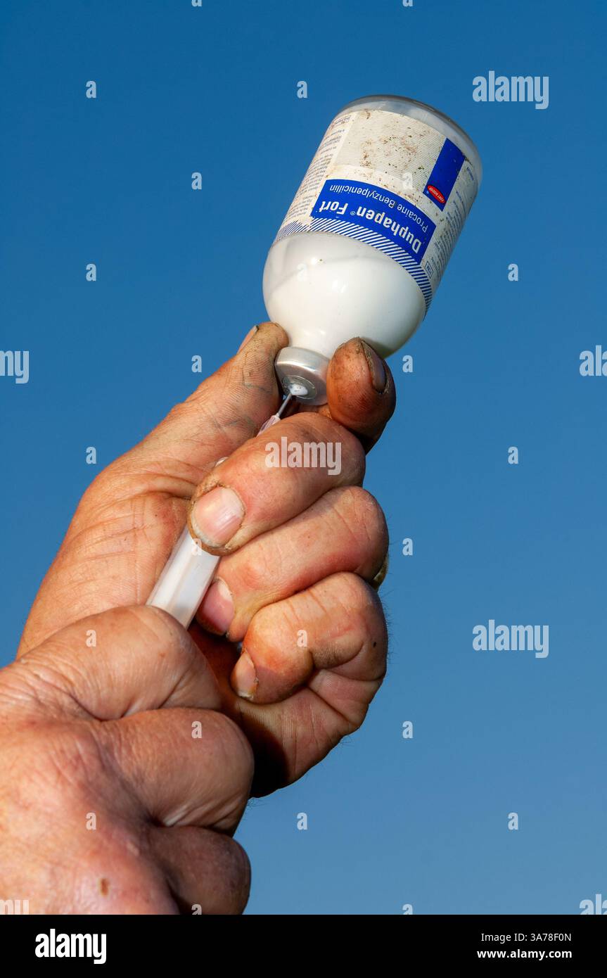 Agricoltore che aspira antibiotici da una bottiglia in un ago ipodermico e in una siringa per iniettare il bestiame. Cumbria, Regno Unito. Foto Stock