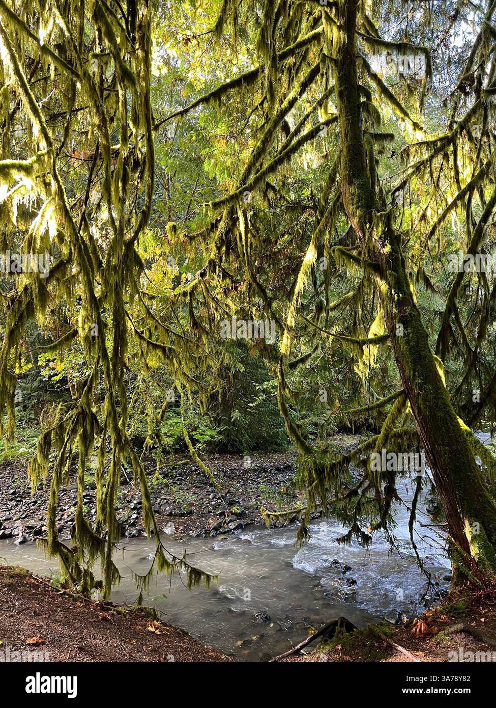 Splendidi alberi ricoperti di muschio nel parco nazionale olimpico Hoh Rain Forest con un piccolo fiume nella foresta in una giornata autunnale. Vegetazione lussureggiante e fiume giocoso. - Immagine stock catturata con smartphone