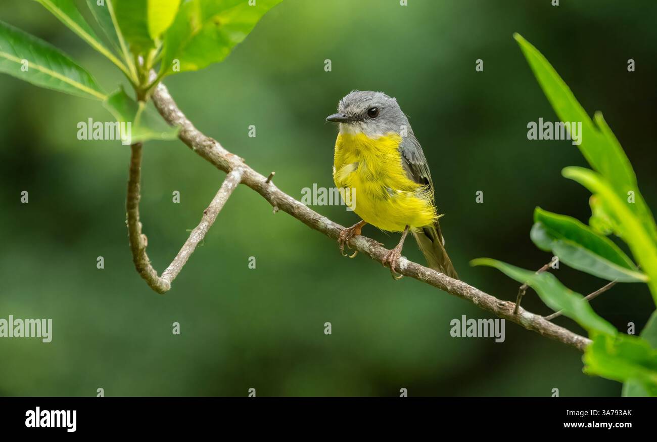 Il Robin giallo orientale tende ad abitare in luoghi abbastanza scuri e ombreggiati ed è un cacciatore di pozzi e pounce, tipicamente da un tronco di albero, o ramo basso. Foto Stock