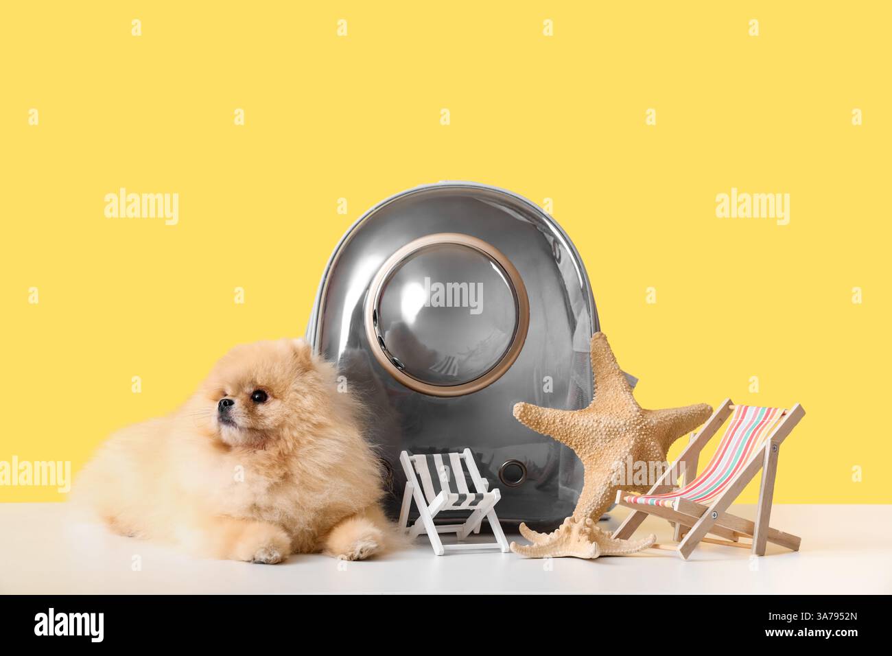 Simpatico cane della Pomerania con porta zaino, sedie a sdraio e stelle marine sul tavolo su sfondo giallo Foto Stock