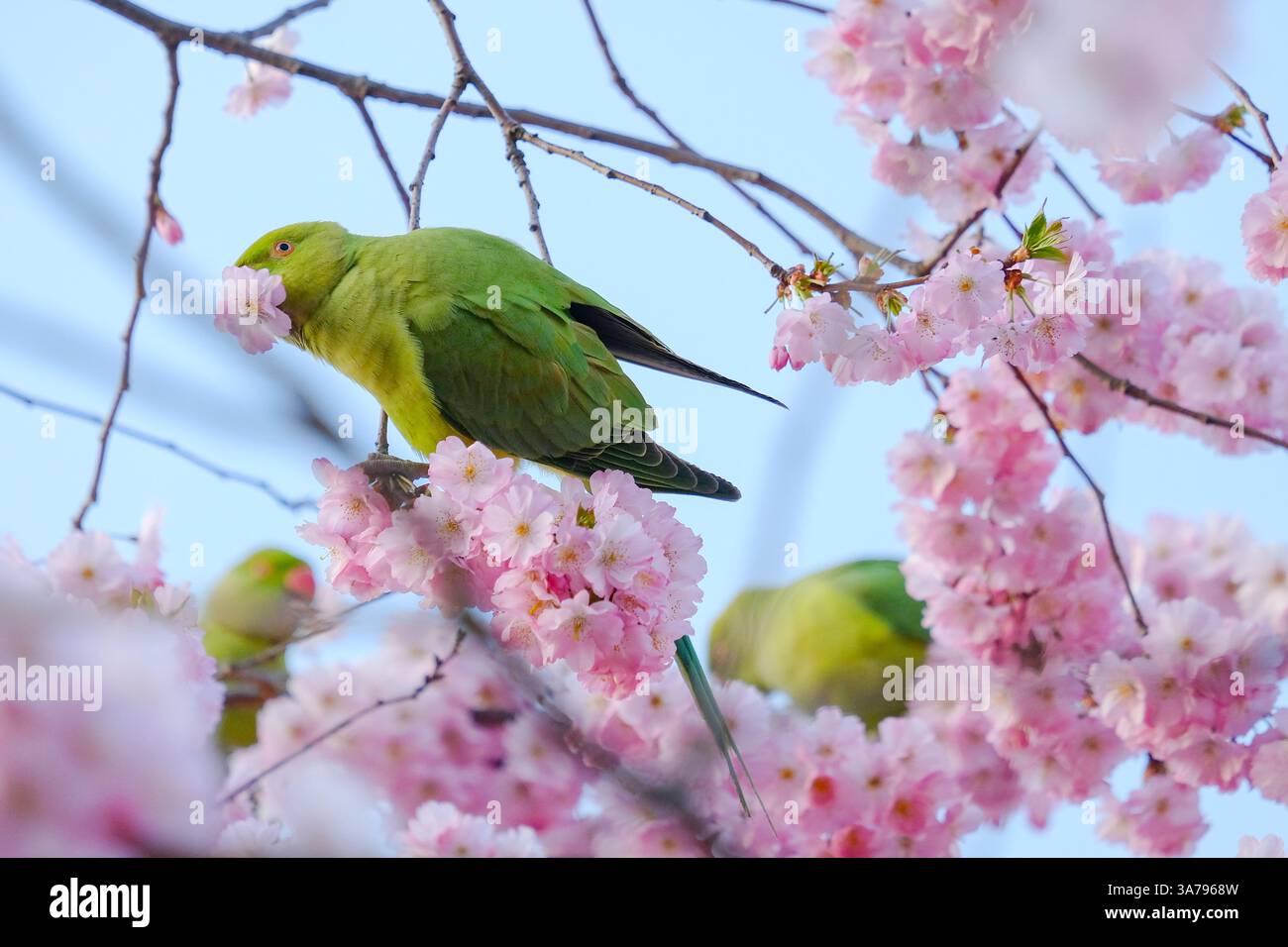 Un Parakeet con il collo ad anello (Psittacula krameri) mastica un albero di ciliegio che fiorisce per estrarre il nettare nel St James's Park. Foto Stock
