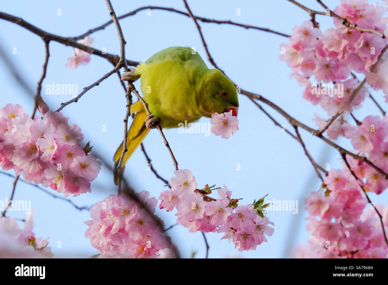 Un Parakeet con il collo ad anello (Psittacula krameri) mastica un albero di ciliegio che fiorisce per estrarre il nettare nel St James's Park. Foto Stock