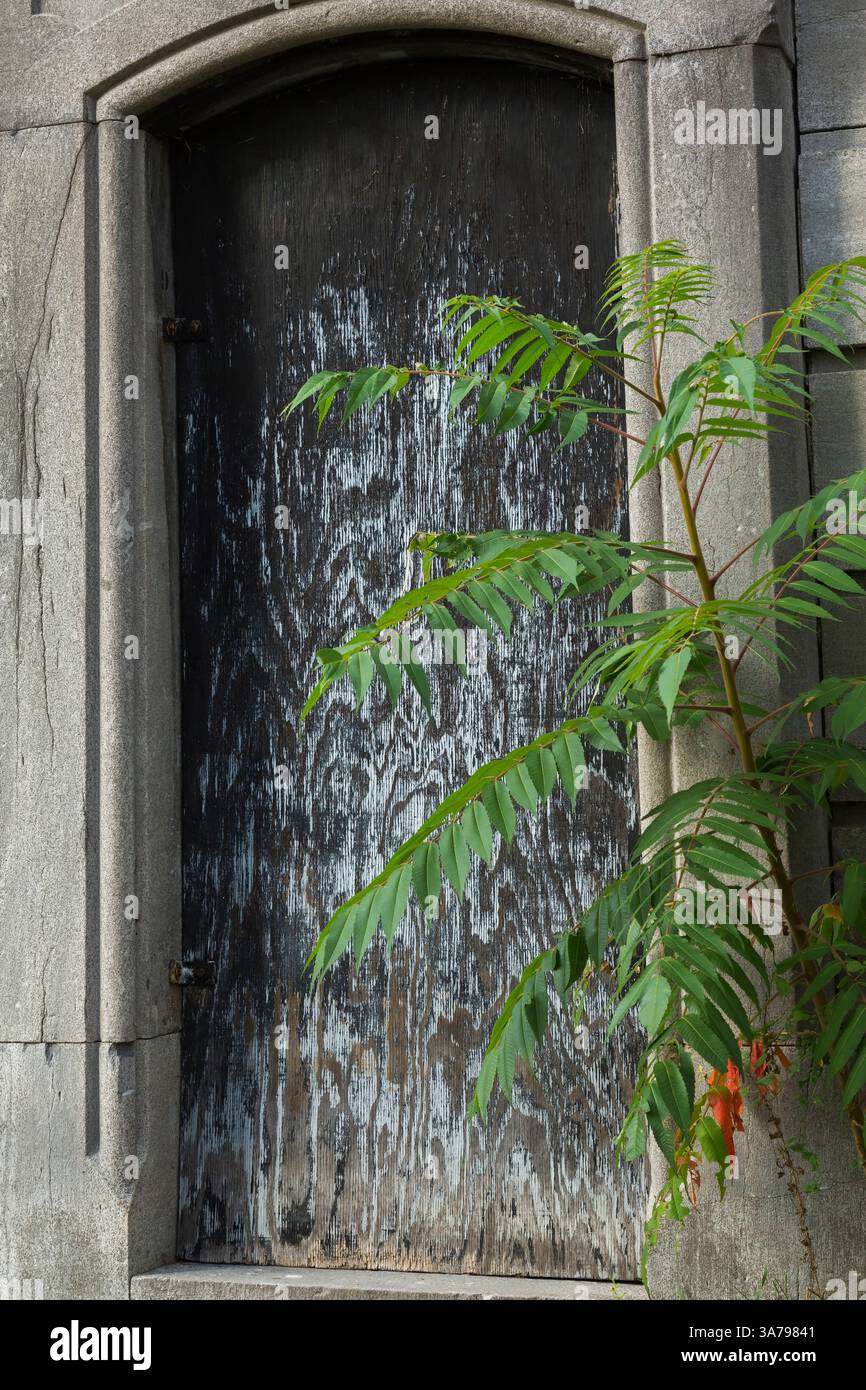 Rhus typhina - Arbusto di sumaco a corno di cervo che cresce accanto alla porta d'ingresso di un mausoleo abbandonato coperto con un pannello di compensato dipinto di nero. Foto Stock