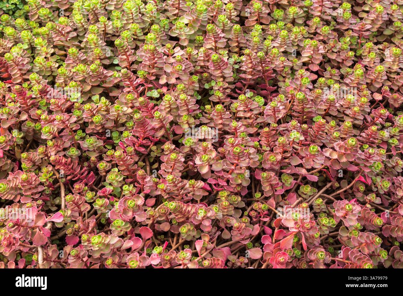 Sedum 'Cherry Tart' - Stonecrop che cresce all'interno del vivaio commerciale in autunno. Foto Stock