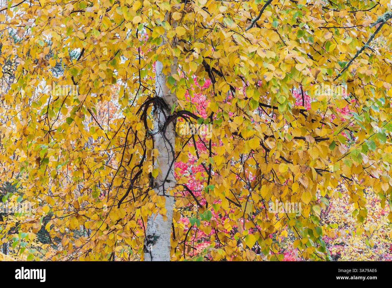 Betula pendula - Betulla bianca europea in autunno, Quebec, Canada Foto Stock