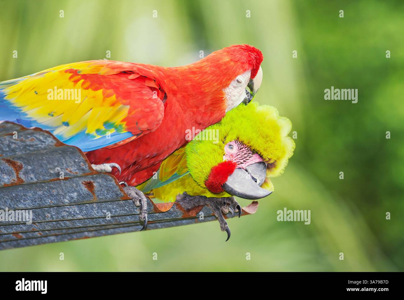 Macaw militare (Ara militaris) e Macaw scarlet (Ara macao) mostrando affetto, Costa Rica, America Centrale Foto Stock