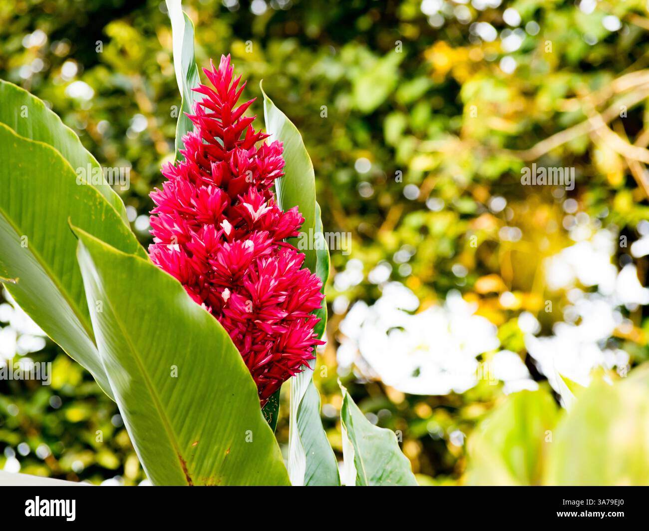 Planta de Jardín Alpinia purpurpurata Foto Stock