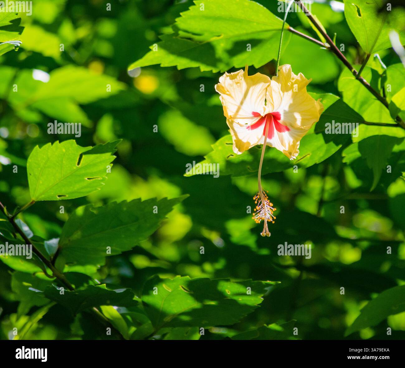 Flor amapola en Jardín Foto Stock