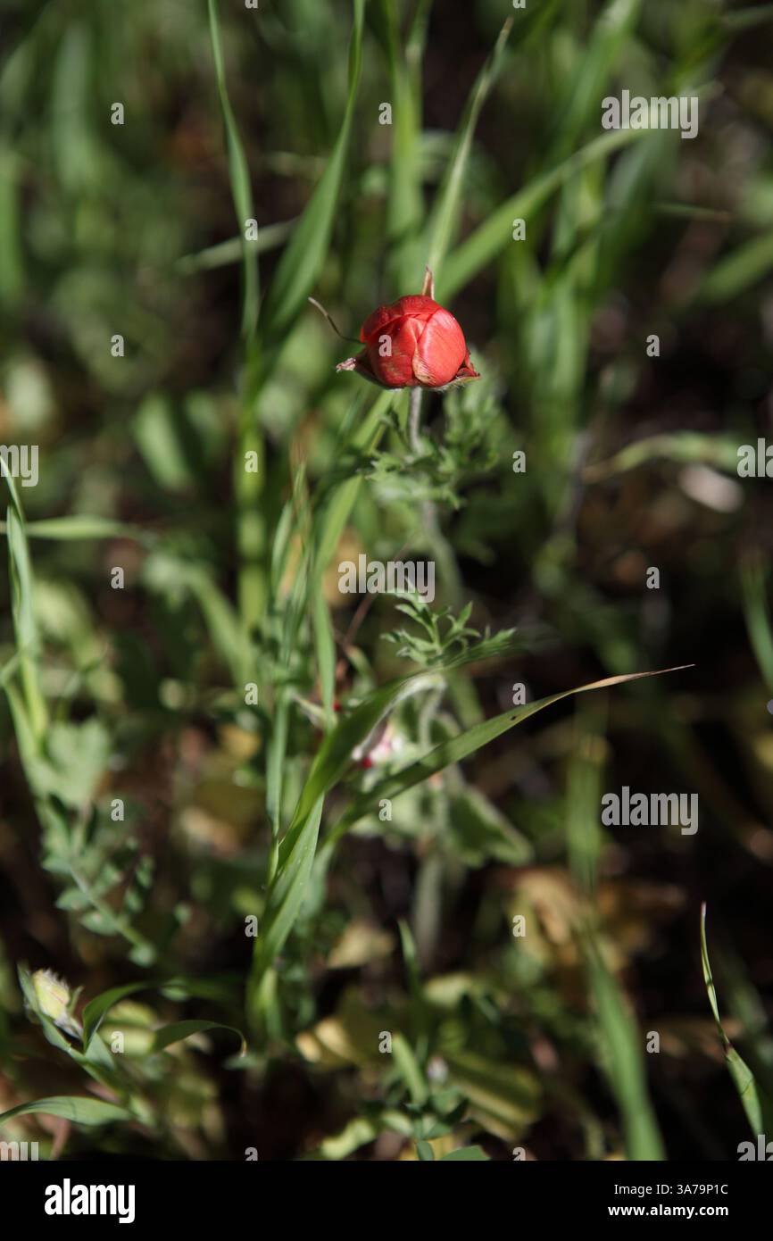 Persian Buttercup, Turban Buttercup, Scarlet Crowfoot o Ranunculus Asiaticus wildflowers della famiglia delle Ranunculaceae, Jerusalem Forest, Foto Stock