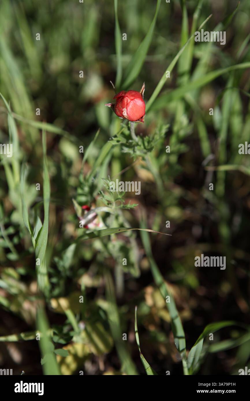 Persian Buttercup, Turban Buttercup, Scarlet Crowfoot o Ranunculus Asiaticus wildflowers della famiglia delle Ranunculaceae, Jerusalem Forest, Foto Stock