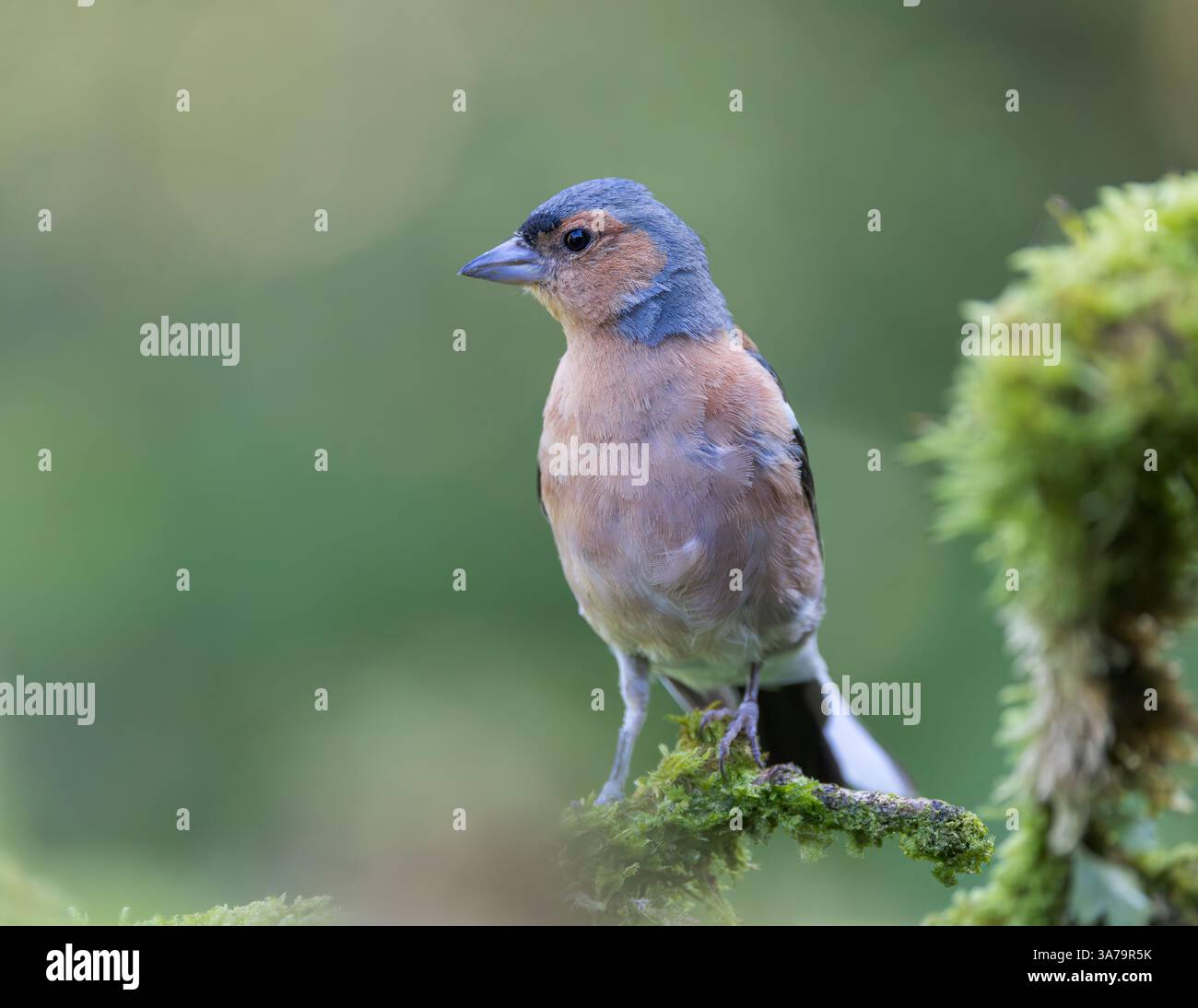 Chaffinch [ Fringilla coelebs ] uccello maschio su bastone muschiato Foto Stock