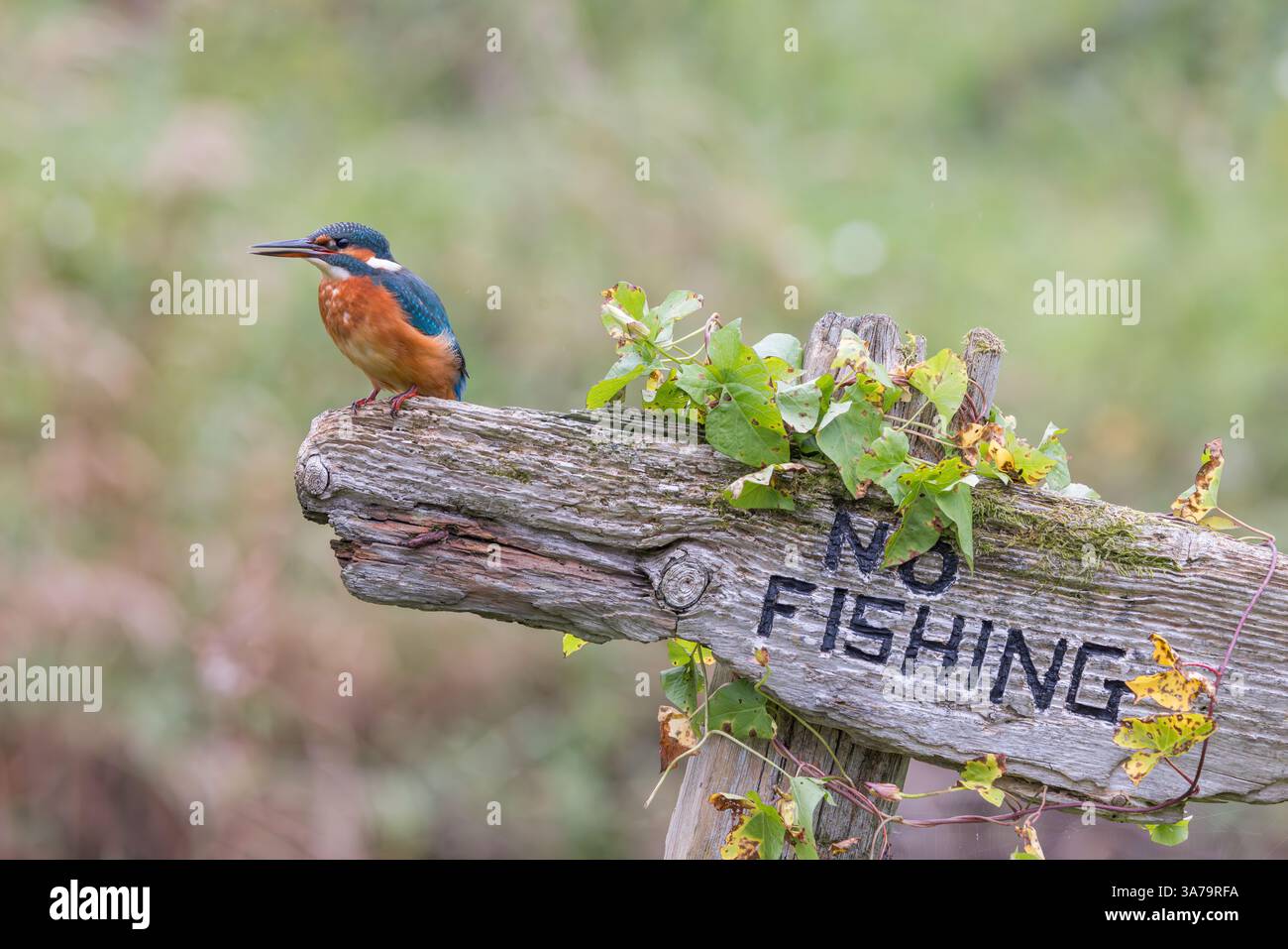 KingFisher [ Alcedo atthis ] uccello femmina appollaiato su nessun segno di pesca Foto Stock