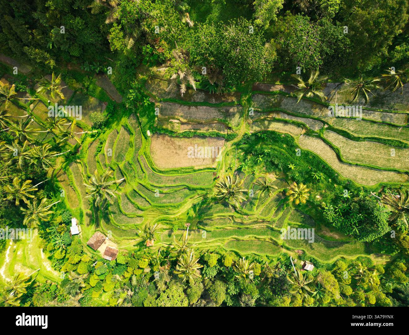 Vivaci campi di riso si estendono attraverso il paesaggio di Bali, mostrando tecniche agricole tradizionali e bellezze naturali sotto la luce del sole. Foto Stock