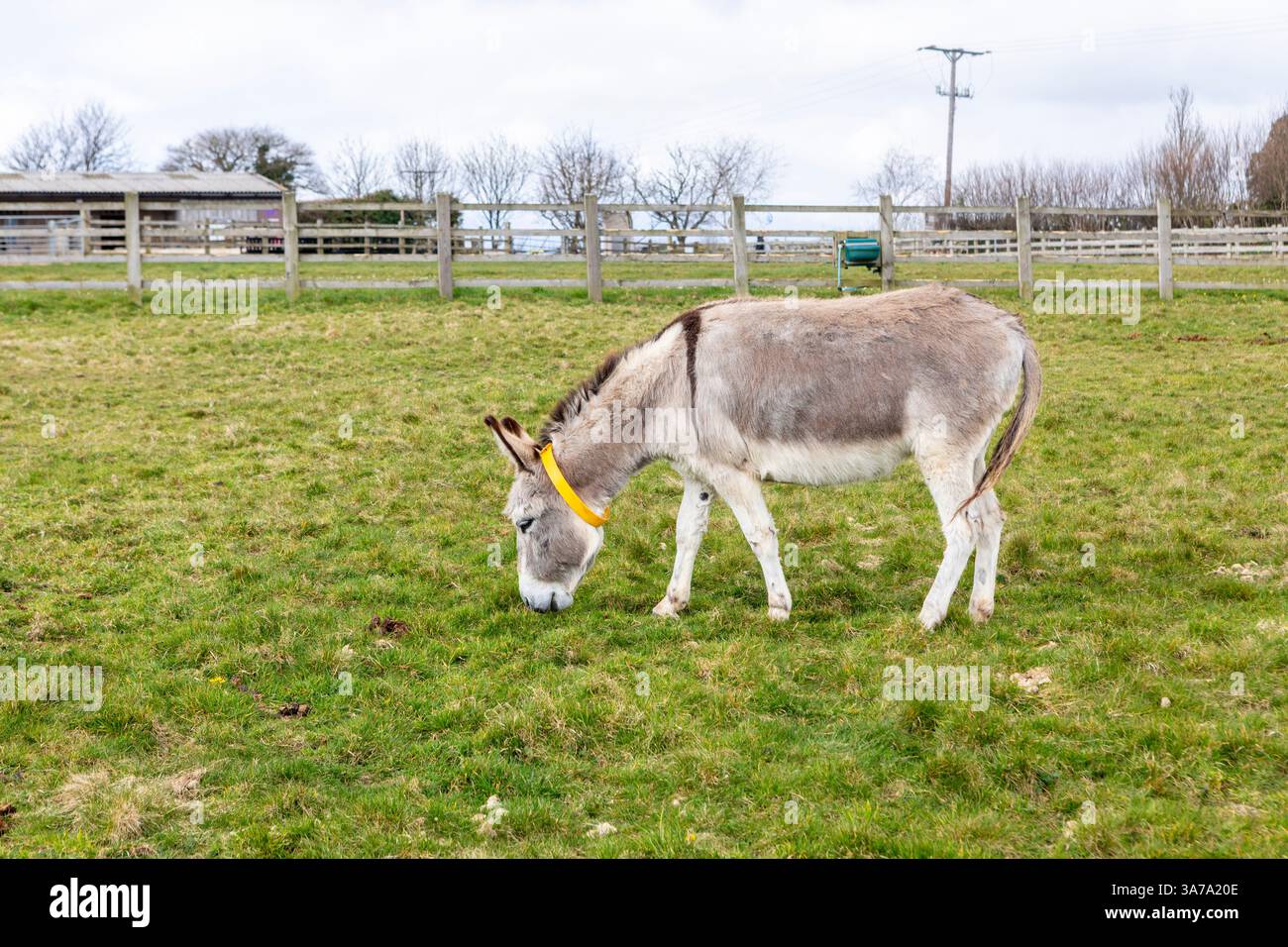 Un asino solitario che pascolava in un campo di erba al Santuario dell'asino, Sidmouth, Devon Foto Stock
