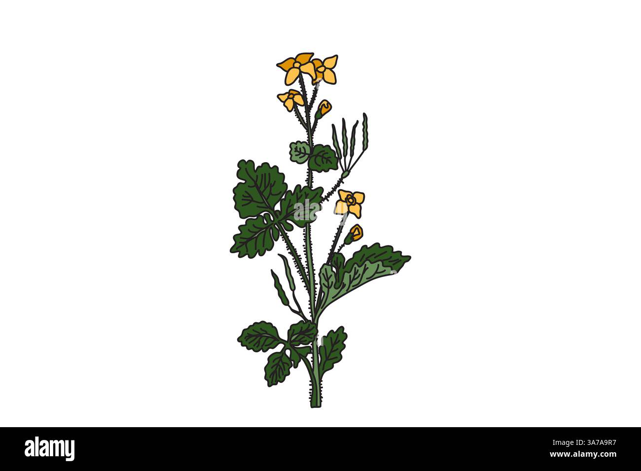 Pianta medicinale botanica isolata su sfondo bianco. Celandina disegnata a mano con steli, foglie, illustrazione vettoriale di fiori. Elementi di progettazione grafica Illustrazione Vettoriale