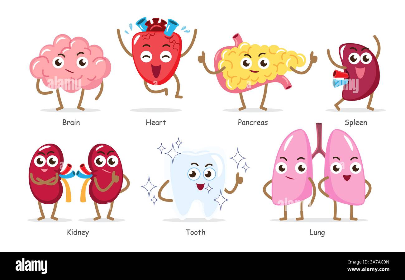 Organi interni umani . Set di divertenti personaggi di cartoni animati medici . Includono cervello, cuore, pancreas, milza, rene, dente, polmone. Backgro bianco isolato Illustrazione Vettoriale