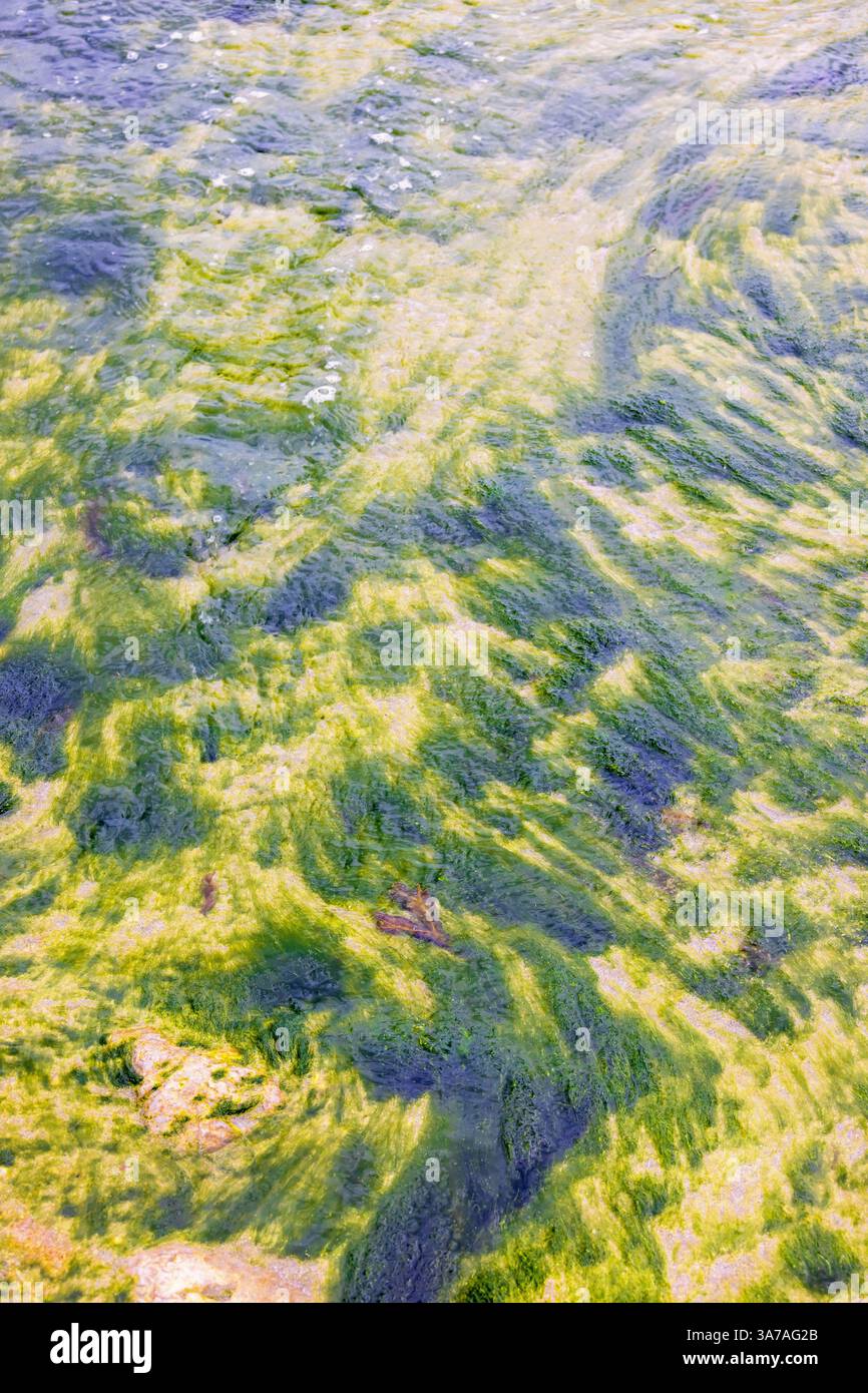 Alghe verdi sul fondo del mare con la bassa marea Foto Stock