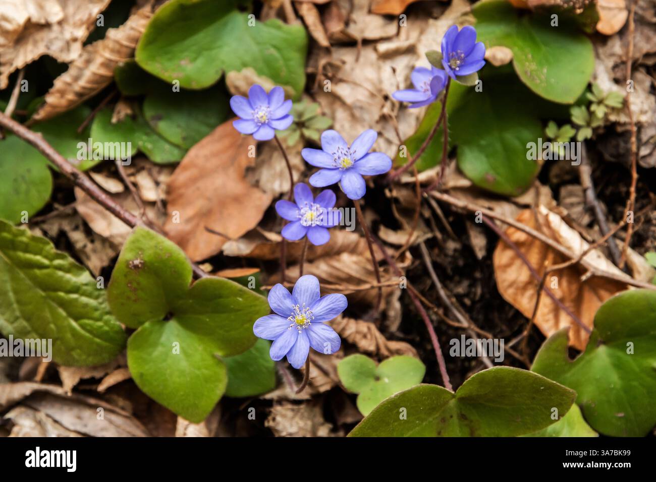 Fiore blu di verdura comune (Hepatica nobilis) nella foresta primaverile. Primo piano. Foto Stock