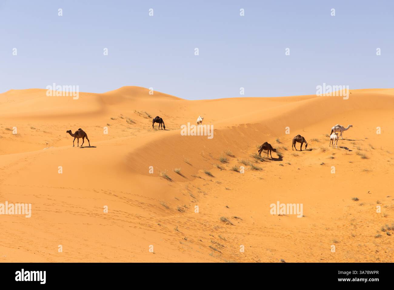 I cammelli scorrono attraverso il deserto di sabbia rossa in Arabia Saudita Foto Stock