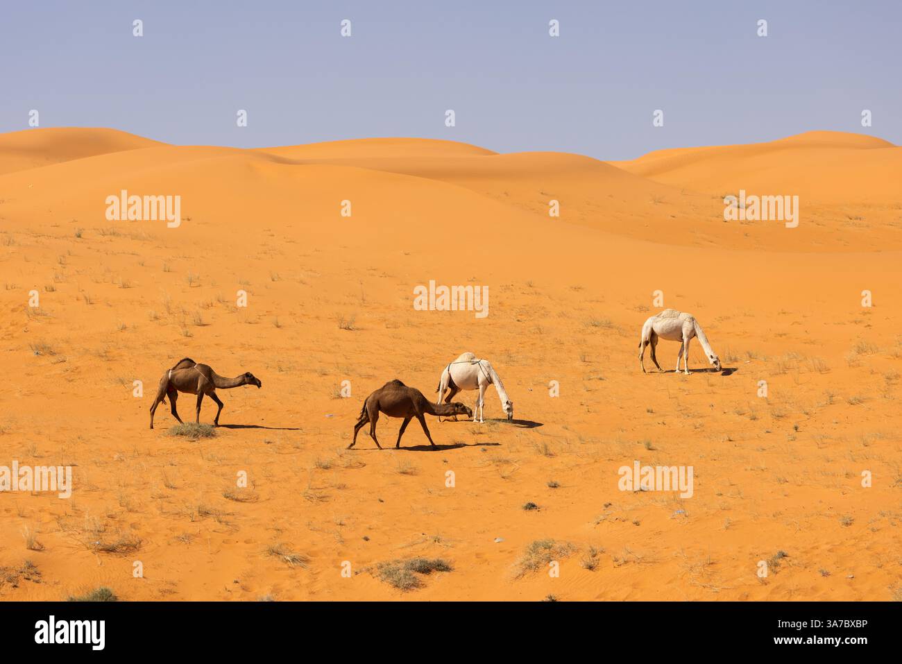 I cammelli scorrono attraverso il deserto di sabbia rossa in Arabia Saudita Foto Stock