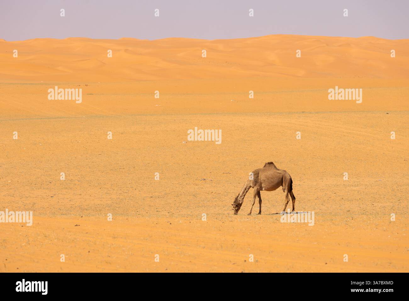Un cammello corre attraverso il deserto di sabbia rossa in Arabia Saudita Foto Stock