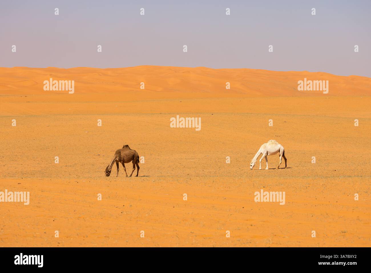 I cammelli scorrono attraverso il deserto di sabbia rossa in Arabia Saudita Foto Stock
