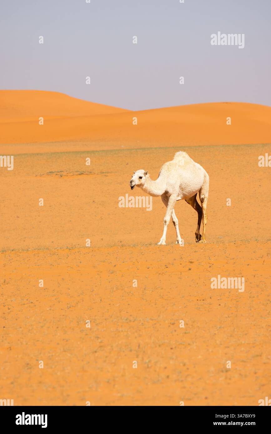 Un cammello corre attraverso il deserto di sabbia rossa in Arabia Saudita Foto Stock