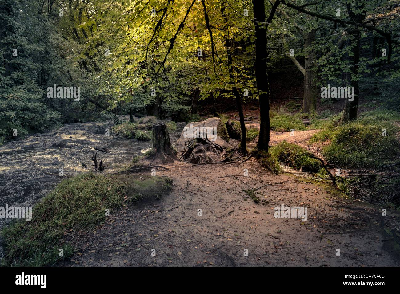 Cascate di Golitha. Il fiume Fowey scorre attraverso l'antico bosco di Draynes Wood sulla Bodmin Moor in Cornovaglia nel Regno Unito. Foto Stock