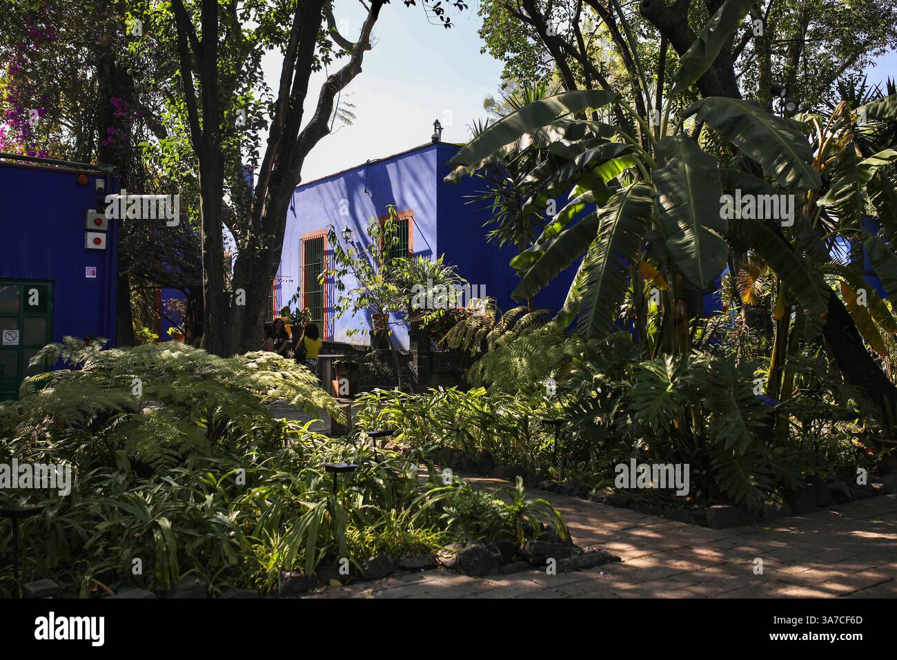 Città del Messico, Messico. 14 marzo 2025. Il giardino tropicale della Casa Azul è raffigurato. La Casa Azul (Casa Blu) è il luogo di nascita della pittrice Frida Kahlo, dove ha vissuto anche con suo marito, il muralista Diego Rivera. La casa fu costruita nel 1904 nel quartiere di Coyoacán e convertita in un museo dedicato alla vita e al lavoro di Frida Kahlo nel 1958. È uno dei musei più visitati di città del Messico con circa 500.000 visitatori ogni anno. (Foto di Apolline Guillerot-Malick/SOPA Images/Sipa USA) credito: SIPA USA/Alamy Live News Foto Stock