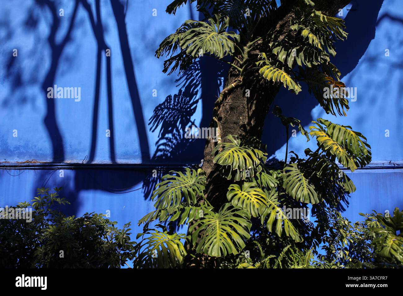 Città del Messico, Messico. 14 marzo 2025. Il giardino tropicale della Casa Azul è raffigurato. La Casa Azul (Casa Blu) è il luogo di nascita della pittrice Frida Kahlo, dove ha vissuto anche con suo marito, il muralista Diego Rivera. La casa fu costruita nel 1904 nel quartiere di Coyoacán e convertita in un museo dedicato alla vita e al lavoro di Frida Kahlo nel 1958. È uno dei musei più visitati di città del Messico con circa 500.000 visitatori ogni anno. (Foto di Apolline Guillerot-Malick/SOPA Images/Sipa USA) credito: SIPA USA/Alamy Live News Foto Stock