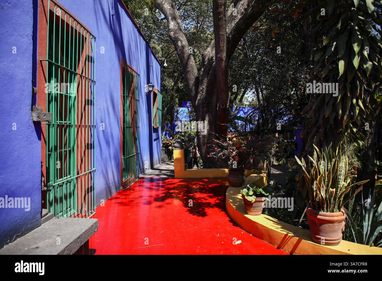 Città del Messico, Messico. 14 marzo 2025. Il giardino tropicale della Casa Azul è raffigurato. La Casa Azul (Casa Blu) è il luogo di nascita della pittrice Frida Kahlo, dove ha vissuto anche con suo marito, il muralista Diego Rivera. La casa fu costruita nel 1904 nel quartiere di Coyoacán e convertita in un museo dedicato alla vita e al lavoro di Frida Kahlo nel 1958. È uno dei musei più visitati di città del Messico con circa 500.000 visitatori ogni anno. (Foto di Apolline Guillerot-Malick/SOPA Images/Sipa USA) credito: SIPA USA/Alamy Live News Foto Stock
