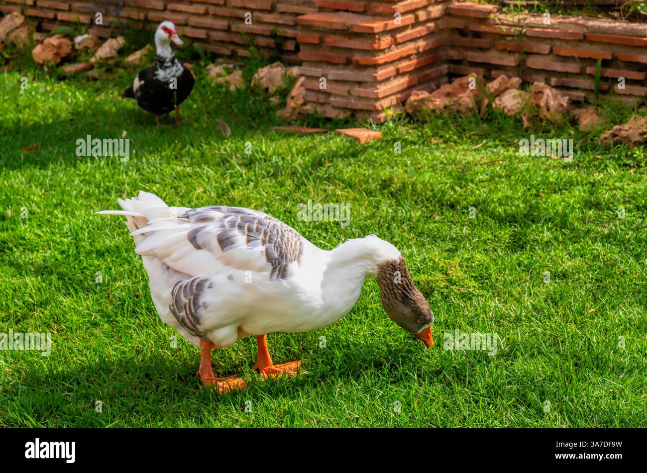 Duck Wildlife nei giardini del parco tropicale Marina D`or Oropesa del Mar, Spagna Foto Stock
