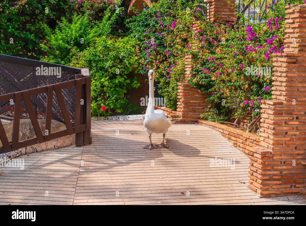 Anatra nei giardini del parco tropicale Marina D`or Oropesa del Mar, Spagna Foto Stock