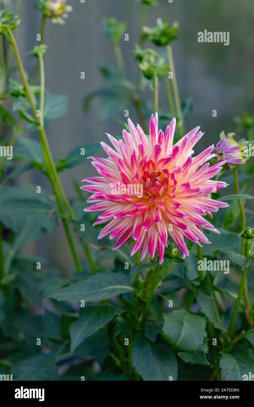 Eleganti fiori rosa Dahlia contro foglie verdi. Ritaglio verticale. Foto Stock