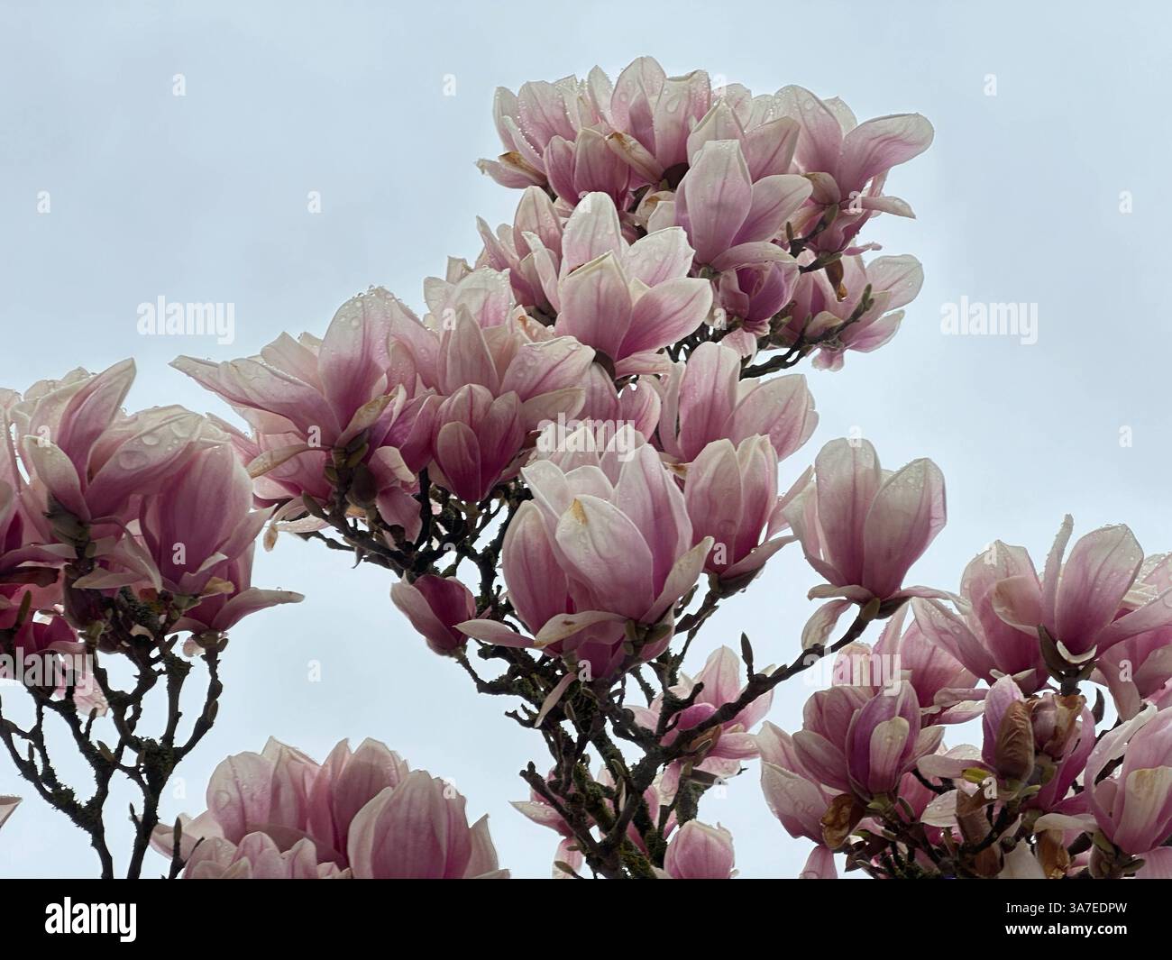 Magnolienblüte in voller Pracht , Deutschland, 26.03.2025, Rheinland-Pfalz, Nahaufnahmen prachtvoller, rosafarbener Magnolienblüten ein Symbol für Frühling, Gesundheit und neue energie. Magnolien, bluete, gesundheit *** Magnolia Blossom in full splendor, Germania, 26 03 2025, Renania-Palatinato, primi piani di Magnolia, la magnolia rosa fiorisce un simbolo di primavera, salute e nuova energia magnolia, bluete, salute Foto Stock