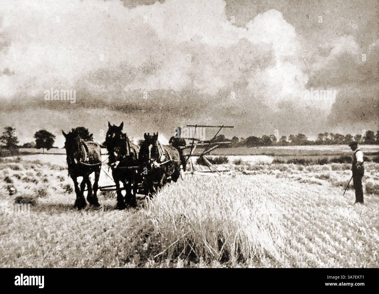 Immagini della Gran Bretagna negli anni '1940 - raccolta di orzo con attrezzature trainate da cavalli a Diss a Norfolk, Regno Unito nel 1940. Foto Stock