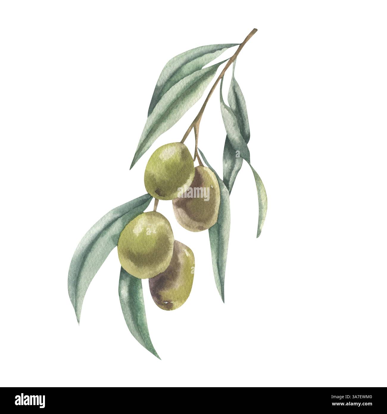 Ramoscello d'oliva con acquerello di bacche verdi. Elemento floreale isolato trafilato a mano, clipart di elementi arborei tradizionali italiani e greci per labbra Foto Stock
