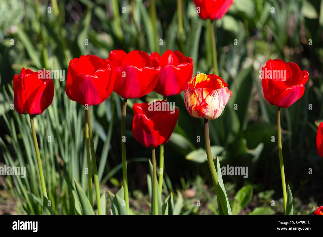 Tulipani in fiore sul prato di un parco cittadino. Fiori Foto Stock