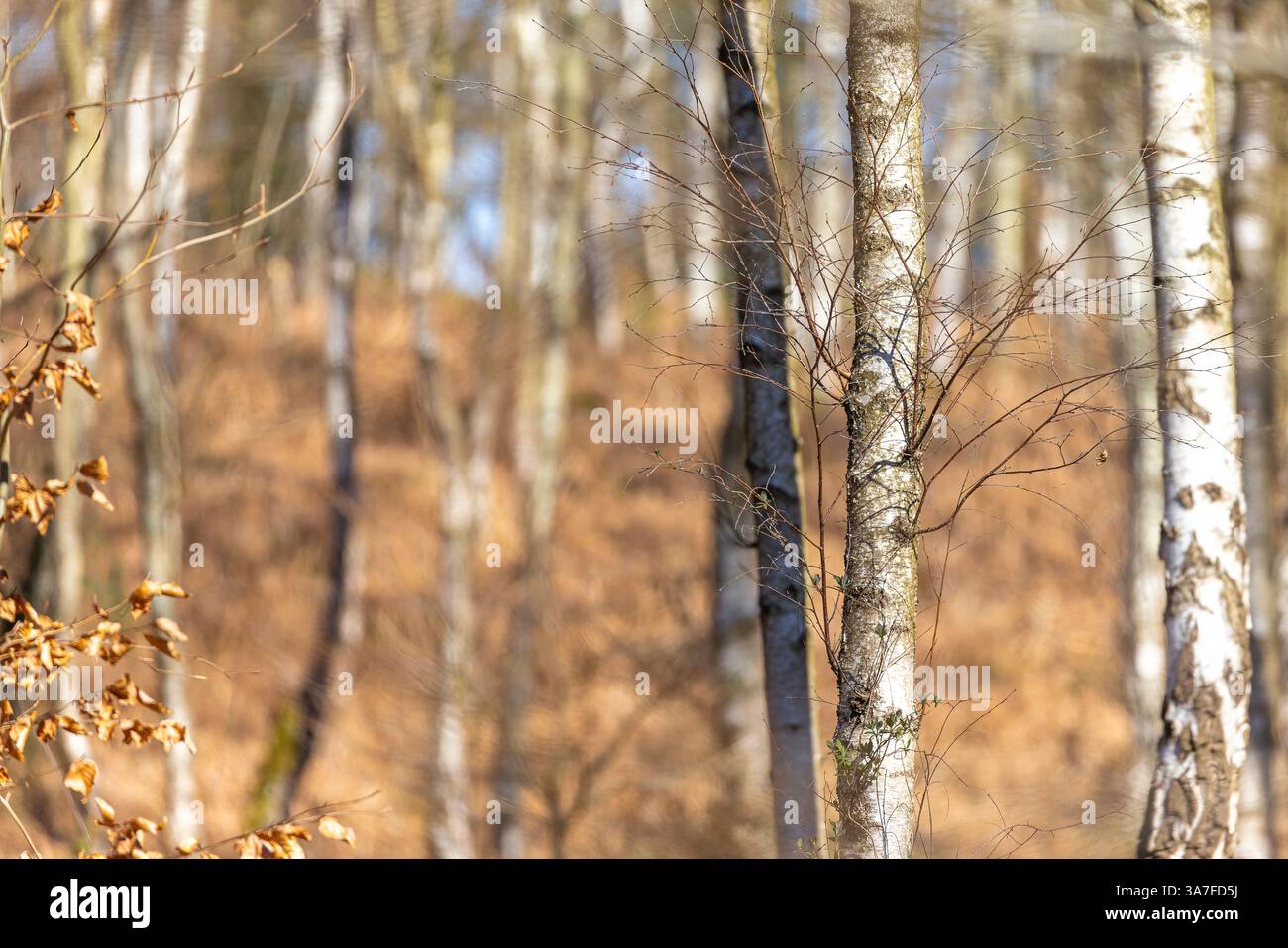 Ammira un bosco senza fronzoli, pieno di betulle argentate, in una giornata di sole nelle prime ore della primavera. Foto Stock