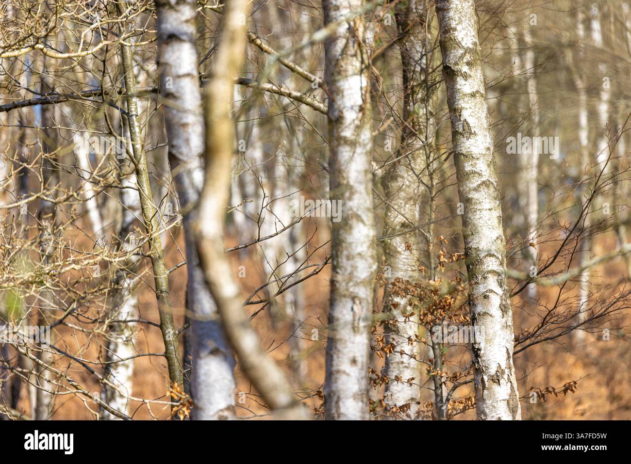 Ammira un bosco senza fronzoli, pieno di betulle argentate, in una giornata di sole nelle prime ore della primavera. Foto Stock