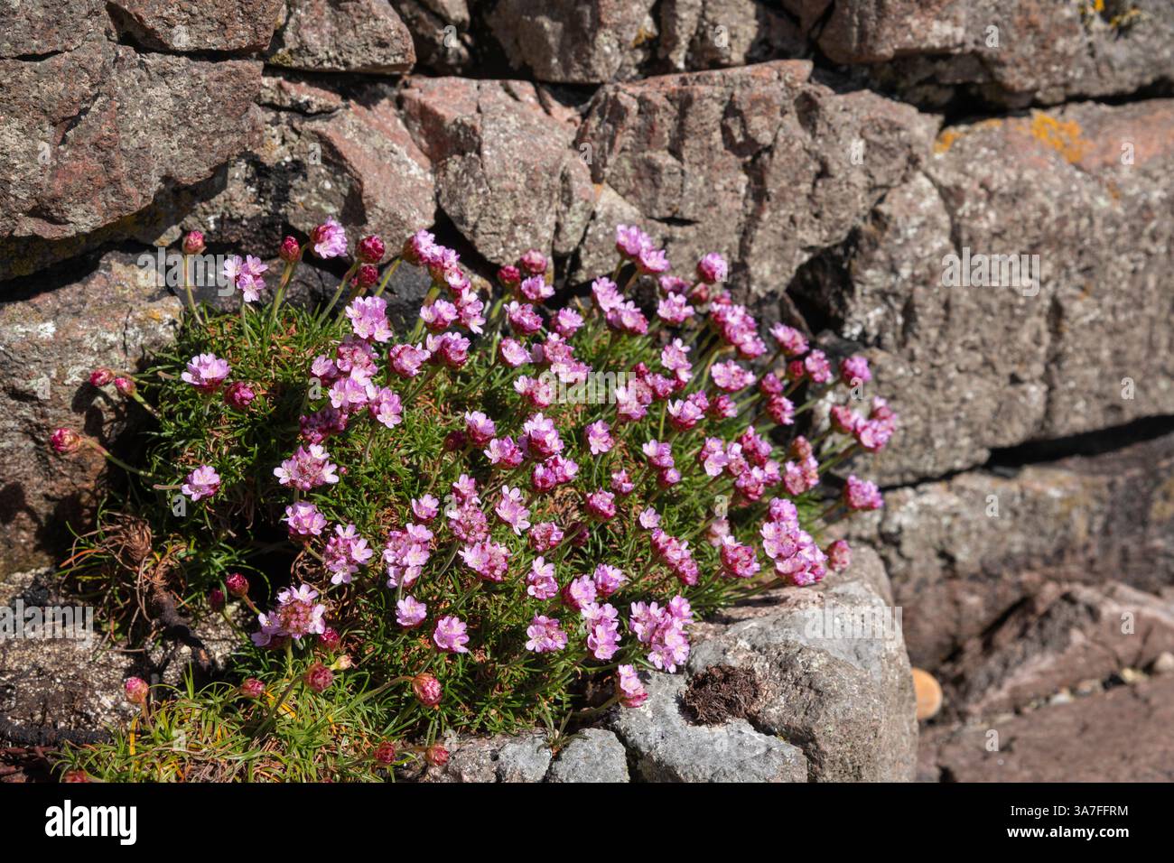 Thrift, Isola di Tiree, Ebridi interne, Scozia Foto Stock