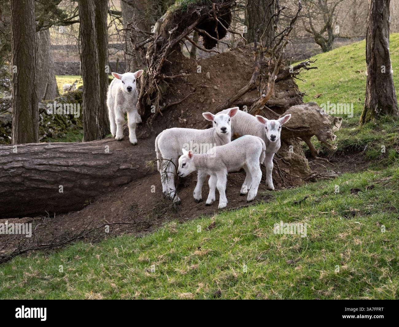 Giovani agnelli primaverili che suonano insieme in un prato a Langcliffe vicino Settle, North Yorkshire, Regno Unito Foto Stock