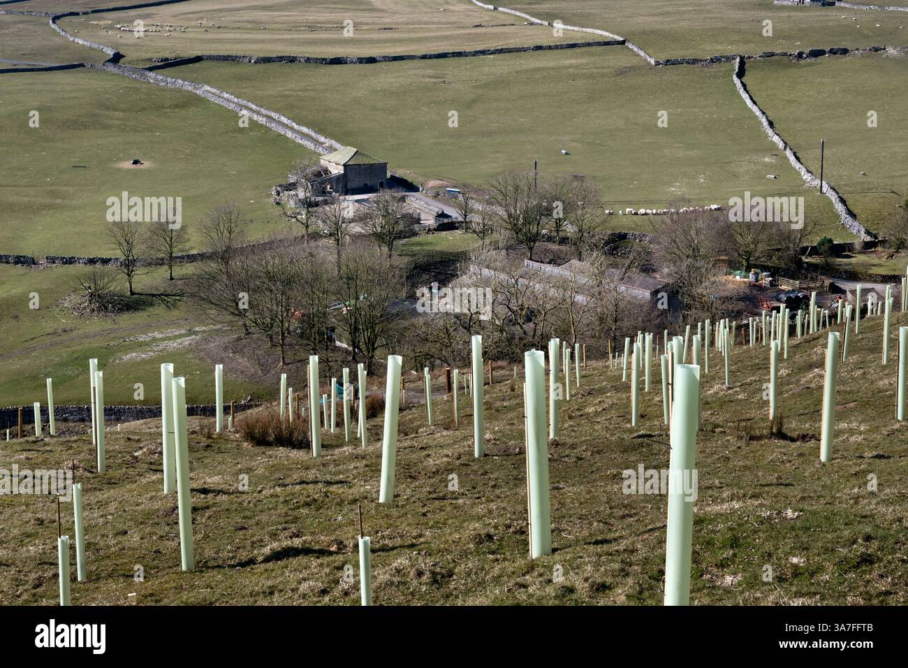 Un impianto di piantagione di alberi su una collina sopra un'azienda agricola a Darnbrook vicino a Settle nel Parco nazionale delle valli dello Yorkshire, Regno Unito Foto Stock